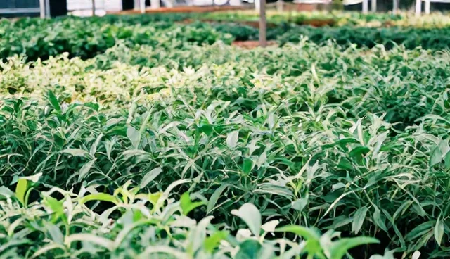 土壤湿度管理的两种做法对比与实际取舍